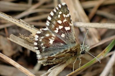 <i>Pyrgus malvae</i>