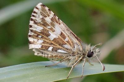<i>Pyrgus malvae</i>