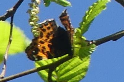 <i>Araschnia levana</i>