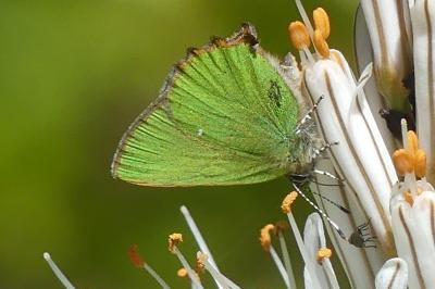 <i>Callophrys rubi</i>