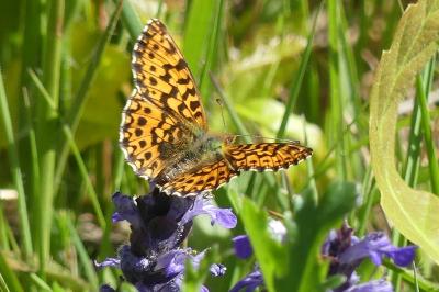 <i>Boloria dia</i>