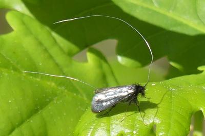 <i>Adela reaumurella</i>
