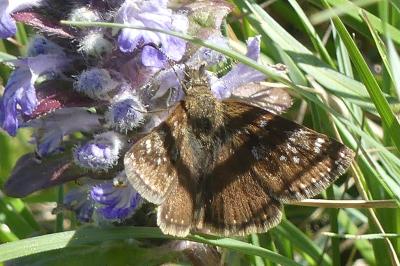 <i>Erynnis tages</i>
