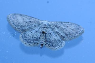 <i>Idaea seriata</i>
