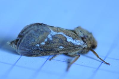 <i>Korscheltellus lupulinus</i>
