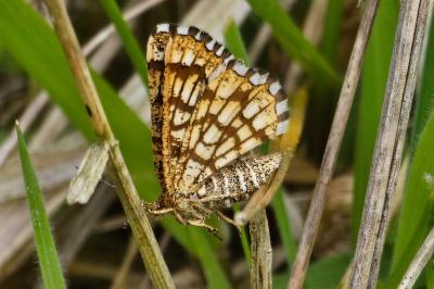 <i>Chiasmia clathrata</i>