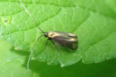 <i>Adela reaumurella</i>
