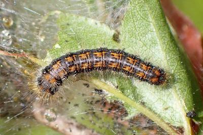 <i>Trichiura crataegi</i>