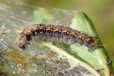 <i>Trichiura crataegi</i>