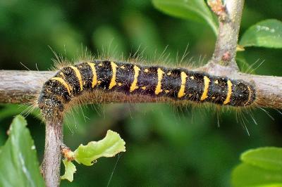 <i>Trichiura crataegi</i>