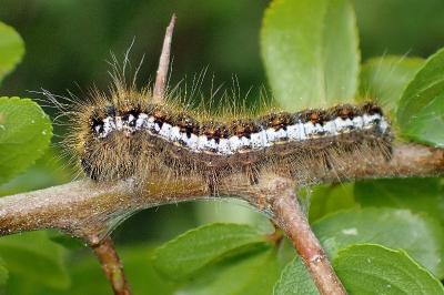<i>Trichiura crataegi</i>