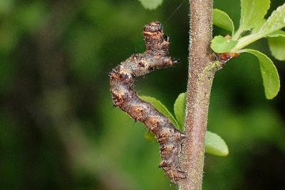 <i>Phigalia pilosaria</i>