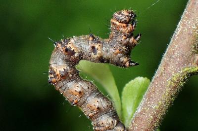 <i>Phigalia pilosaria</i>