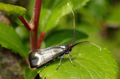 <i>Adela reaumurella</i>