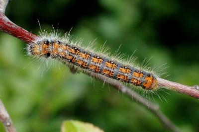 <i>Trichiura crataegi</i>