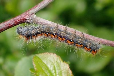<i>Trichiura crataegi</i>