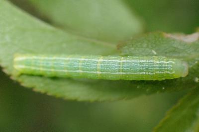 <i>Theria</i>