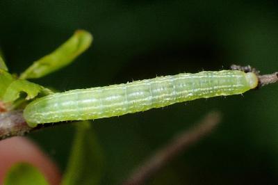 <i>Operophtera brumata</i>
