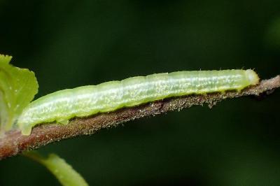 <i>Operophtera brumata</i>