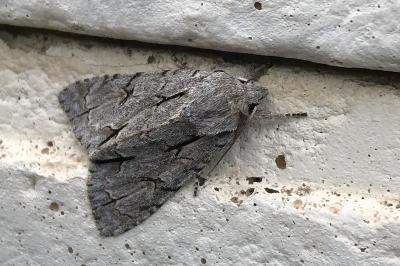 <i>Acronicta psi/tridens</i>