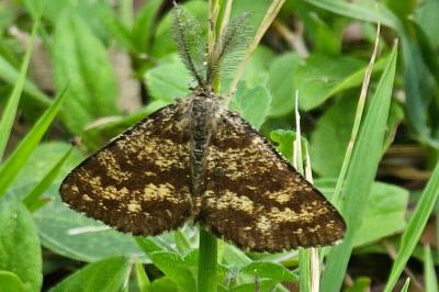 <i>Ematurga atomaria</i>