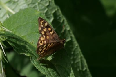 <i>Pararge aegeria</i>