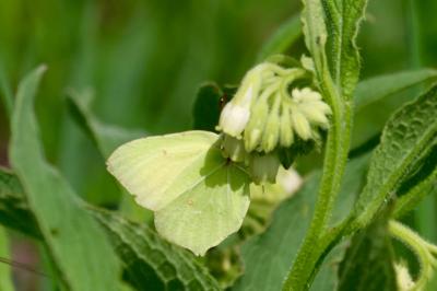 <i>Gonepteryx rhamni</i>