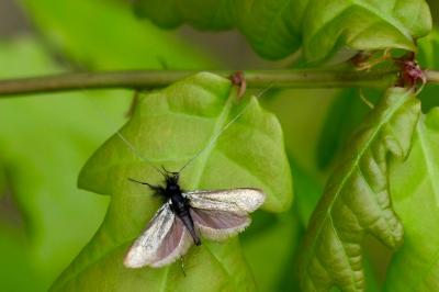 <i>Adela reaumurella</i>