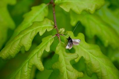 <i>Adela reaumurella</i>