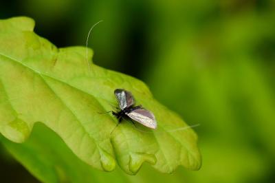 <i>Adela reaumurella</i>