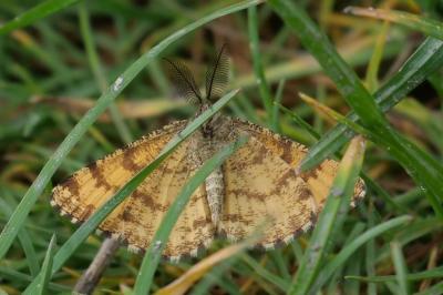 <i>Ematurga atomaria</i>