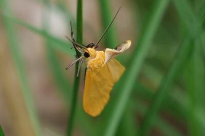 <i>Wittia sororcula</i>