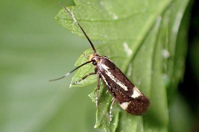 <i>Esperia sulphurella</i>