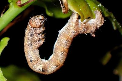 <i>Colotois pennaria</i>