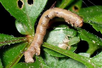 <i>Colotois pennaria</i>