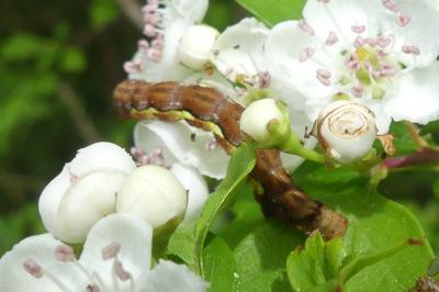 <i>Erannis defoliaria</i>