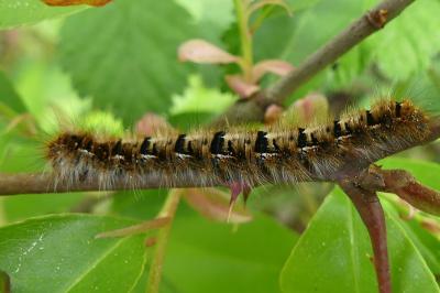 <i>Lasiocampa quercus</i>