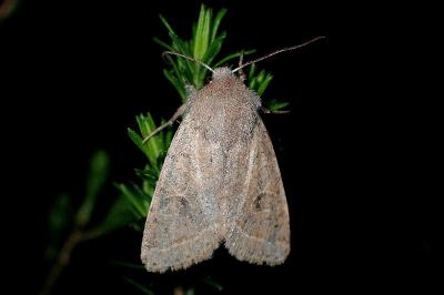 <i>Orthosia cerasi</i>