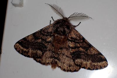 <i>Lycia hirtaria</i>