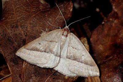 <i>Petrophora chlorosata</i>