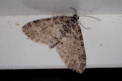 <i>Lobophora halterata</i>