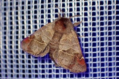 <i>Clostera pigra</i>
