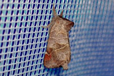 <i>Clostera pigra</i>
