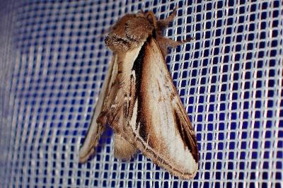 <i>Pheosia gnoma</i>
