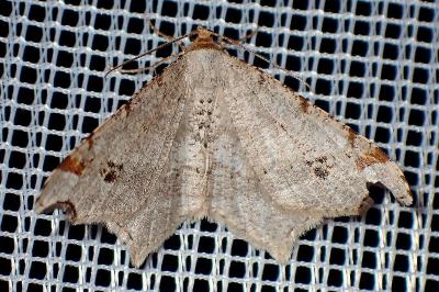 <i>Macaria alternata</i>