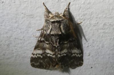 <i>Drymonia ruficornis</i>