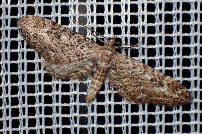 <i>Eupithecia nanata</i>