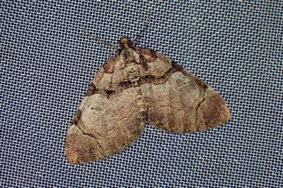 <i>Anticlea derivata</i>