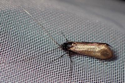 <i>Adela reaumurella</i>
