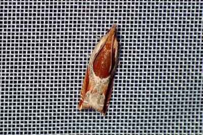 <i>Ancylis unculana</i>
